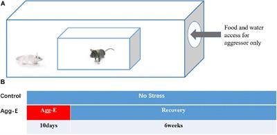 Identification of Key Genes and Pathways in Post-traumatic Stress Disorder Using Microarray Analysis